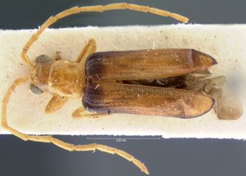 Media type: image;   Entomology 18303 Aspect: habitus dorsal view